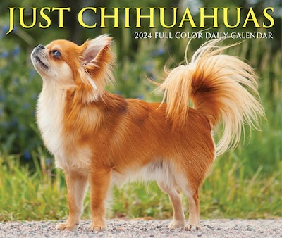 2024 Willow Creek Chihuahuas 6" x 5.5" Daily Day-to-Day Calendar, Multicolor (36259)