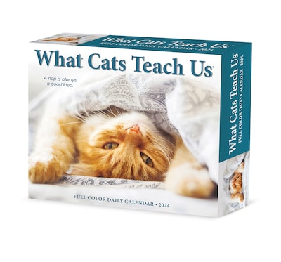 2024 Willow Creek What Cats Teach Us 6 x 5.5 Daily Day-to-Day Calendar, Multicolor (36594)