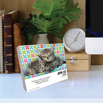 2024 Willow Creek What Cats Teach Us 6" x 5.5" Daily Day-to-Day Calendar, Multicolor (36594)