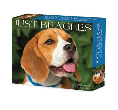 2024 Willow Creek Beagles 6 x 5.5 Daily Day-to-Day Calendar, Multicolor (36181)