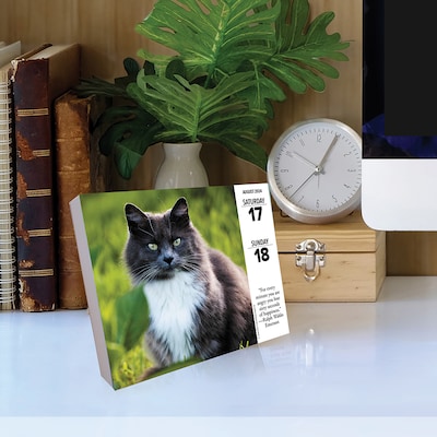 2024 Willow Creek Cats 6" x 5.5" Daily Day-to-Day Calendar, Multicolor (38680)