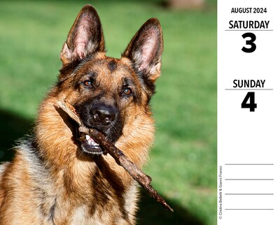 2024 Willow Creek German Shepherds 6" x 5.5" Daily Day-to-Day Calendar, Multicolor (36334)