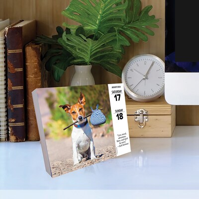 2024 Willow Creek What Dogs Teach Us 6" x 5.5" Daily Day-to-Day Calendar, Multicolor (36600)