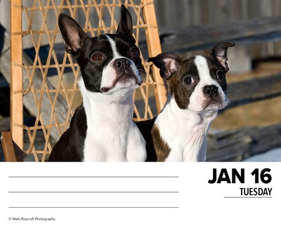 2024 Willow Creek Boston Terriers 6" x 5.5" Daily Day-to-Day Calendar, Multicolor (36211)