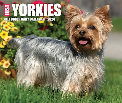 2024 Willow Creek Yorkies 6" x 5.5" Daily Day-to-Day Calendar, Multicolor (36624)