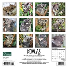 2024 Willow Creek Koala Bears 7 x 7 Monthly Wall Calendar, Multicolor (36815)