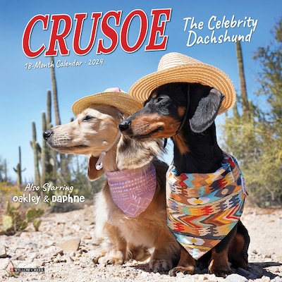 2024 Willow Creek Crusoe the Celebrity Dachshund 7 x 7 Monthly Wall Calendar, Multicolor (36730)