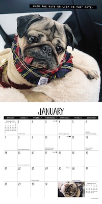 2024 Willow Creek Doug the Pug 7" x 7" Monthly Wall Calendar, Multicolor (36754)