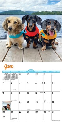 2024 Willow Creek Crusoe the Celebrity Dachshund 7" x 7" Monthly Wall Calendar, Multicolor (36730)