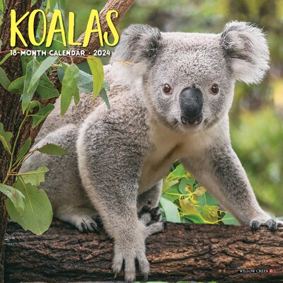 2024 Willow Creek Koala Bears 7 x 7 Monthly Wall Calendar, Multicolor (36815)