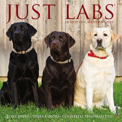 2024 Willow Creek Just Labs 7 x 7 Monthly Wall Calendar, Multicolor (36822)