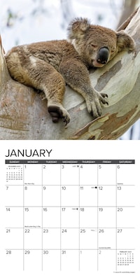 2024 Willow Creek Koala Bears 7" x 7" Monthly Wall Calendar, Multicolor (36815)