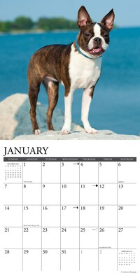 2024 Willow Creek Boston Terriers 12" x 12" Monthly Wall Calendar, Multicolor (32626)