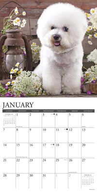 2024 Willow Creek Just Bichons Frises 12" x 12" Monthly Wall Calendar, Multicolor (32442)