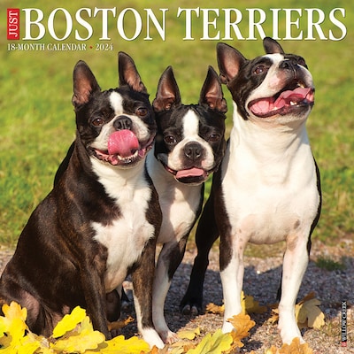 2024 Willow Creek Boston Terriers 12 x 12 Monthly Wall Calendar, Multicolor (32626)
