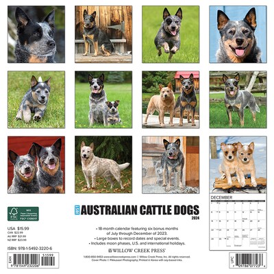 2024 Willow Creek Just Australian Cattle Dogs 12 x 12 Monthly Wall Calendar, Multicolor (32206)