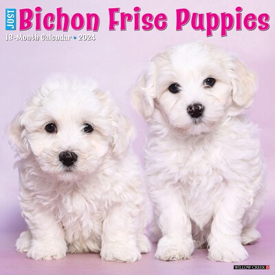 2024 Willow Creek Just Bichon Frise Puppies 12 x 12 Monthly Wall Calendar, Multicolor (32435)