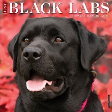 2024 Willow Creek Just Black Labs 12 x 12 Monthly Wall Calendar, Multicolor (32541)