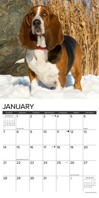 2024 Willow Creek Just Basset Hounds 12" x 12" Monthly Wall Calendar, Multicolor (32312)