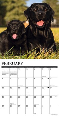 2024 Willow Creek Just Black Labs 12" x 12" Monthly Wall Calendar, Multicolor (32541)