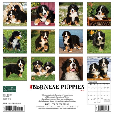 2024 Willow Creek Just Bernese Mountain Puppies 12 x 12 Monthly Wall Calendar, Multicolor (32404)