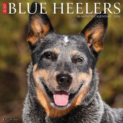 2024 Willow Creek Just Blue Heelers 12 x 12 Monthly Wall Calendar, Multicolor (32565)