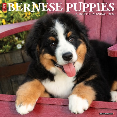 2024 Willow Creek Just Bernese Mountain Puppies 12 x 12 Monthly Wall Calendar, Multicolor (32404)
