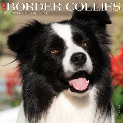 2024 Willow Creek Just Border Collies 12 x 12 Monthly Wall Calendar, Multicolor (32589)