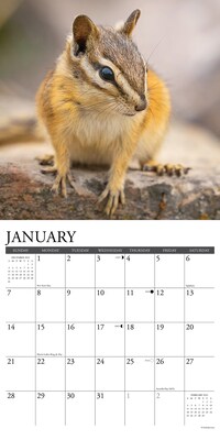 2024 Willow Creek Chipmunks (Gone Nuts!) 12" x 12" Monthly Wall Calendar, Multicolor (33012)