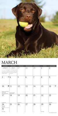2024 Willow Creek Press Just Chocolate Labs 2024 Wall Calendar 12" x 12"  (33036) | Quill.com
