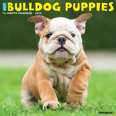 2024 Willow Creek Just Bulldog Puppies 12 x 12 Monthly Wall Calendar, Multicolor (32725)