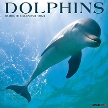 2024 Willow Creek Press Dolphins 2024 Wall Calendar 12 x 12 (33371)