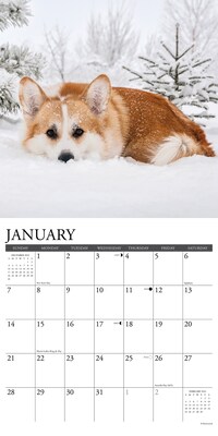 2024 Willow Creek Just Corgis 12" x 12" Monthly Wall Calendar, Multicolor (33227)