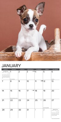 2024 Willow Creek Press Just Chihuahua Puppies 2024 Wall Calendar 12" x 12"  (32985) | Quill.com