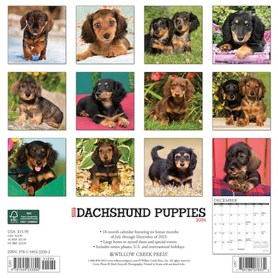 2024 Willow Creek Just Dachshund Puppies 12 x 12 Monthly Wall Calendar, Multicolor (33302)