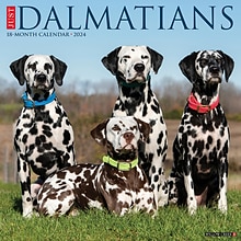 2024 Willow Creek Just Dalmatians 12 x 12 Monthly Wall Calendar, Multicolor (33333)