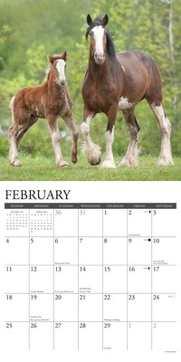 2024 Willow Creek Clydesdales 12" x 12" Monthly Wall Calendar, Multicolor (33142)
