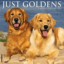 2024 Willow Creek Just Goldens 12 x 12 Monthly Wall Calendar, Multicolor (33739)