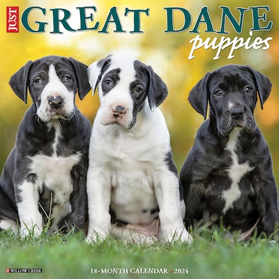 2024 Willow Creek Just Great Dane Puppies 12 x 12 Monthly Wall Calendar, Multicolor (33777)
