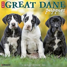 2024 Willow Creek Just Great Dane Puppies 12 x 12 Monthly Wall Calendar, Multicolor (33777)