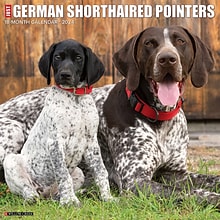 2024 Willow Creek Press Just German Shorthaired Pointers 2024 Wall Calendar 12 x 12 (33630)