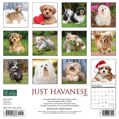 2024 Willow Creek Just Havanese 12" x 12" Monthly Wall Calendar, Multicolor (33876)
