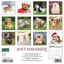 2024 Willow Creek Just Havanese 12 x 12 Monthly Wall Calendar, Multicolor (33876)