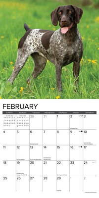 2024 Willow Creek Press Just German Shorthaired Pointers 2024 Wall Calendar 12" x 12" (33630)