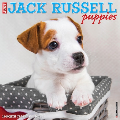2024 Willow Creek Just Jack Russell Puppies 12 x 12 Monthly Wall Calendar, Multicolor (34101)