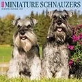 2024 Willow Creek Just Miniature Schnauzers 12 x 12 Monthly Wall Calendar, Multicolor (34453)