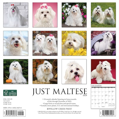 2024 Willow Creek Just Maltese 12 x 12 Monthly Wall Calendar, Multicolor (34378)