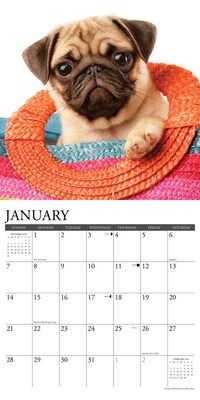 2024 Willow Creek Press Just Pug Puppies 2024 Wall Calendar 12" x 12" (35016)