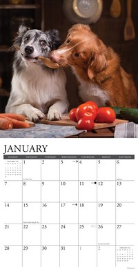 2024 Willow Creek Pet Pals 12" x 12" Monthly Wall Calendar, Multicolor (34897)