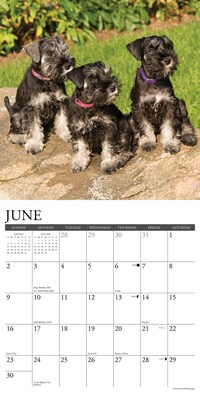 2024 Willow Creek Just Miniature Schnauzers 12" x 12" Monthly Wall Calendar, Multicolor (34453)